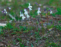 El declive de Linaria nigricans, una planta del sureste árido